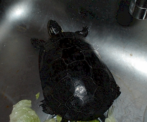 turtle
